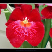 keukorchid07