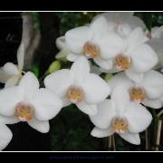 keukorchid08