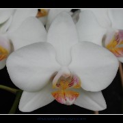 keukorchid09