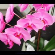 keukorchid10