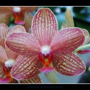 keukorchid11
