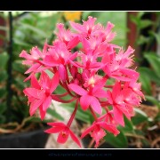 keukorchid13