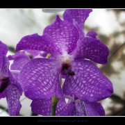 keukorchid14