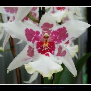 keukorchid15~0