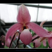 keukorchid16