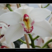 keukorchid17