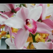 keukorchid18