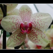 keukorchid19