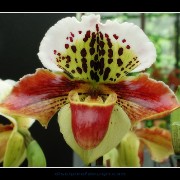 keukorchid20