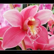 keukorchid21