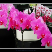 keukorchid22