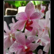 keukorchid23