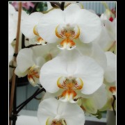 keukorchid24