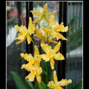 keukorchid25