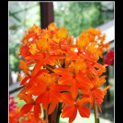 keukorchid26