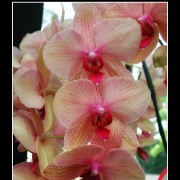keukorchid27