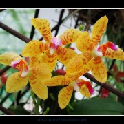 keukorchid28