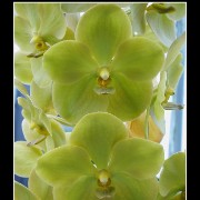 keukorchid29