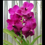 keukorchid30