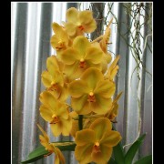 keukorchid31