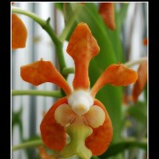 keukorchid32