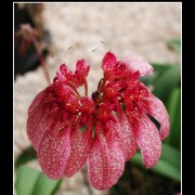 keukorchid33