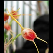 keukorchid34