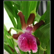 keukorchid35