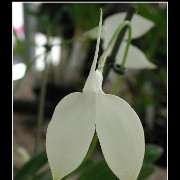 keukorchid36