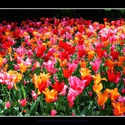keuktulip01