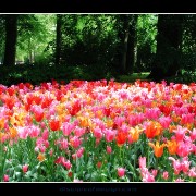 keuktulip02