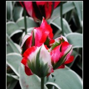 keuktulip03