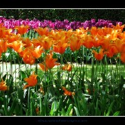 keuktulip04