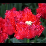 keuktulip05