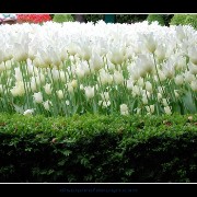 keuktulip06