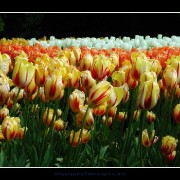 keuktulip07