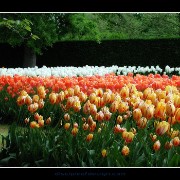 keuktulip08