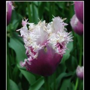 keuktulip10