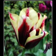 keuktulip11