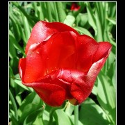 keuktulip12
