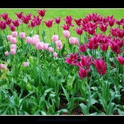 keuktulip13