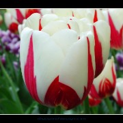 keuktulip14~0