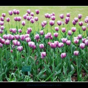 keuktulip15