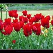 keuktulip16