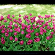 keuktulip17