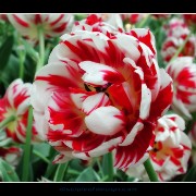 keuktulip18