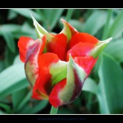 keuktulip19