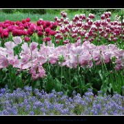 keuktulip20