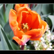 keuktulip21