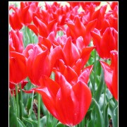 keuktulip22